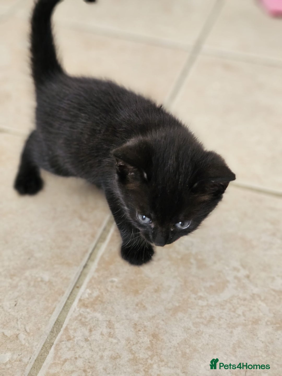 Domestic Shorthair cats for sale: Nows the Time to Bond – Kittens Ready for Adopt 🐱 - Image 4