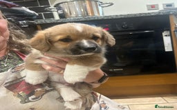 Welsh Corgi Pembroke dogs for sale: 🐾 Pedigree Pembroke Welsh Corgi Puppies 🐾 - Image 11