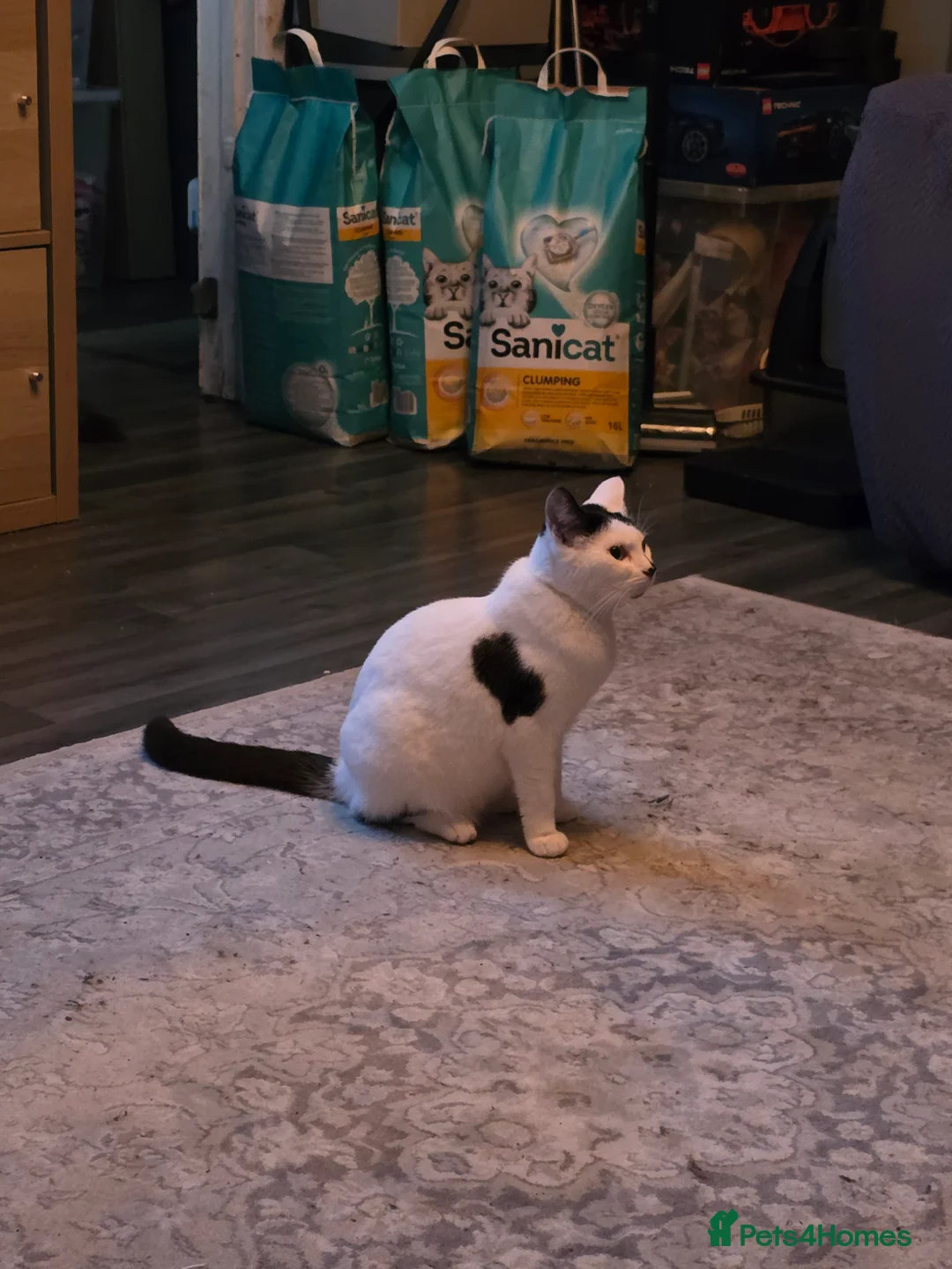 Mixed Breed cats for sale: Female kitten - Advert 4