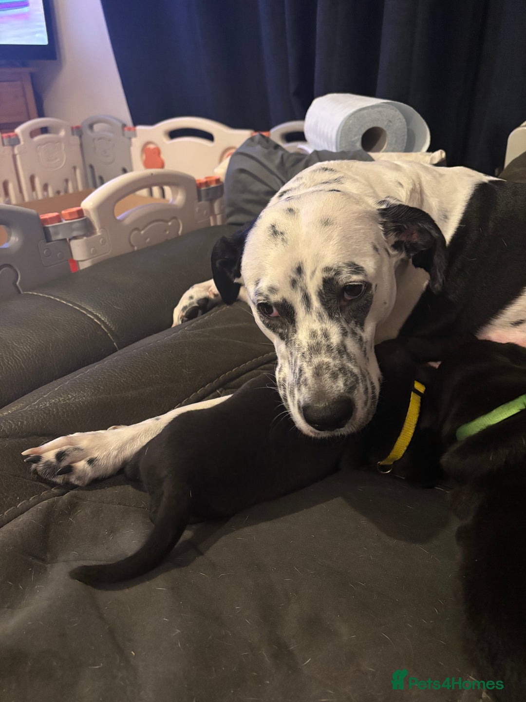 Mixed Breed dogs for sale: 1/4 Dalmatian x 3/4 Labrador  - Advert 5