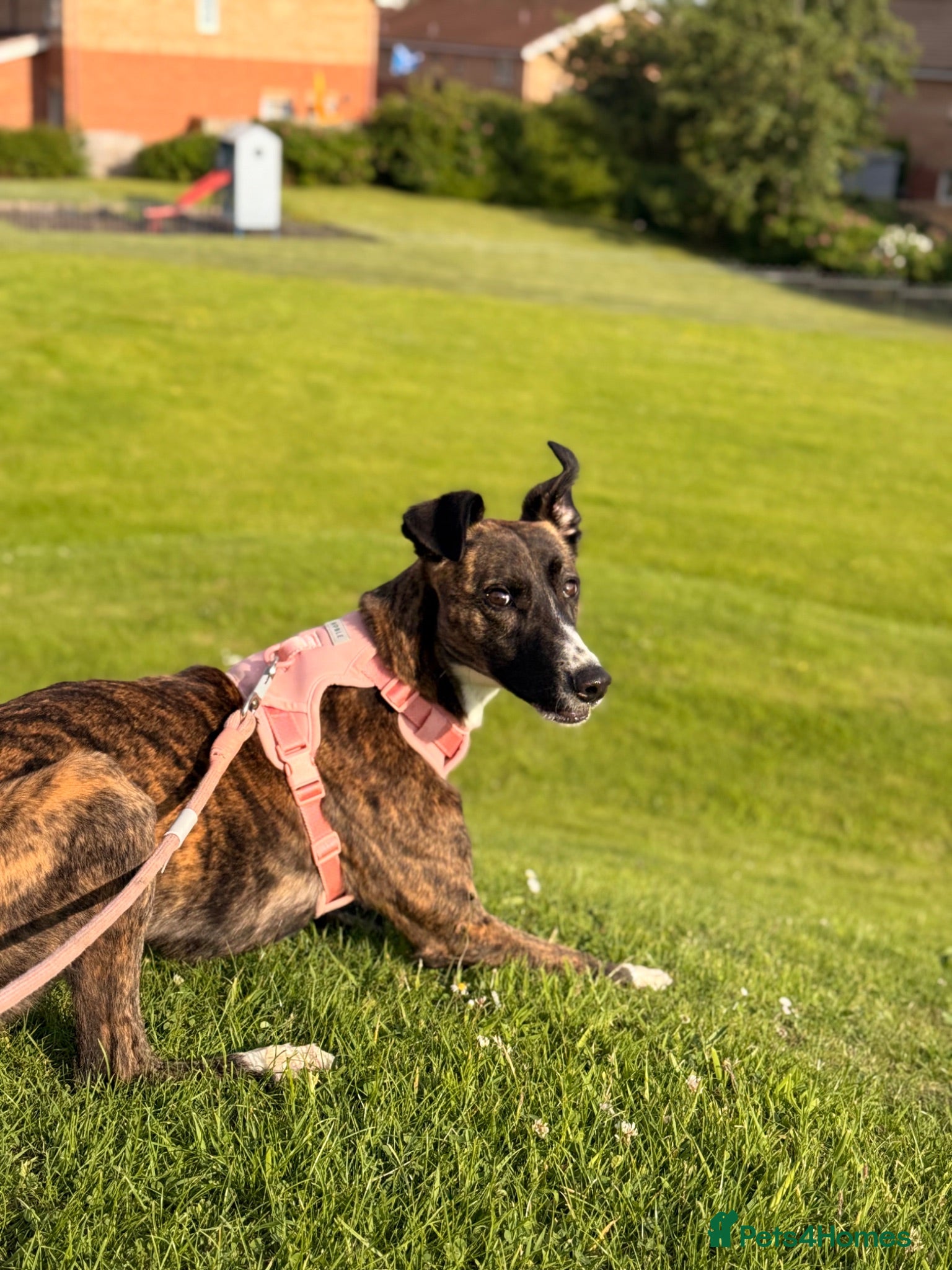Mixed Breed dogs Willow - Greyhound/Whippet - Rehoming Required - Advert 2