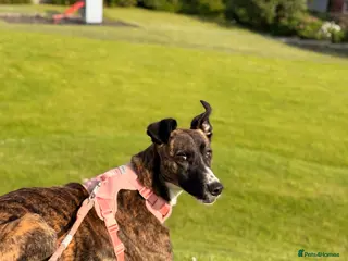 Mixed Breed dogs Willow - Greyhound/Whippet - Rehoming Required - Advert 2