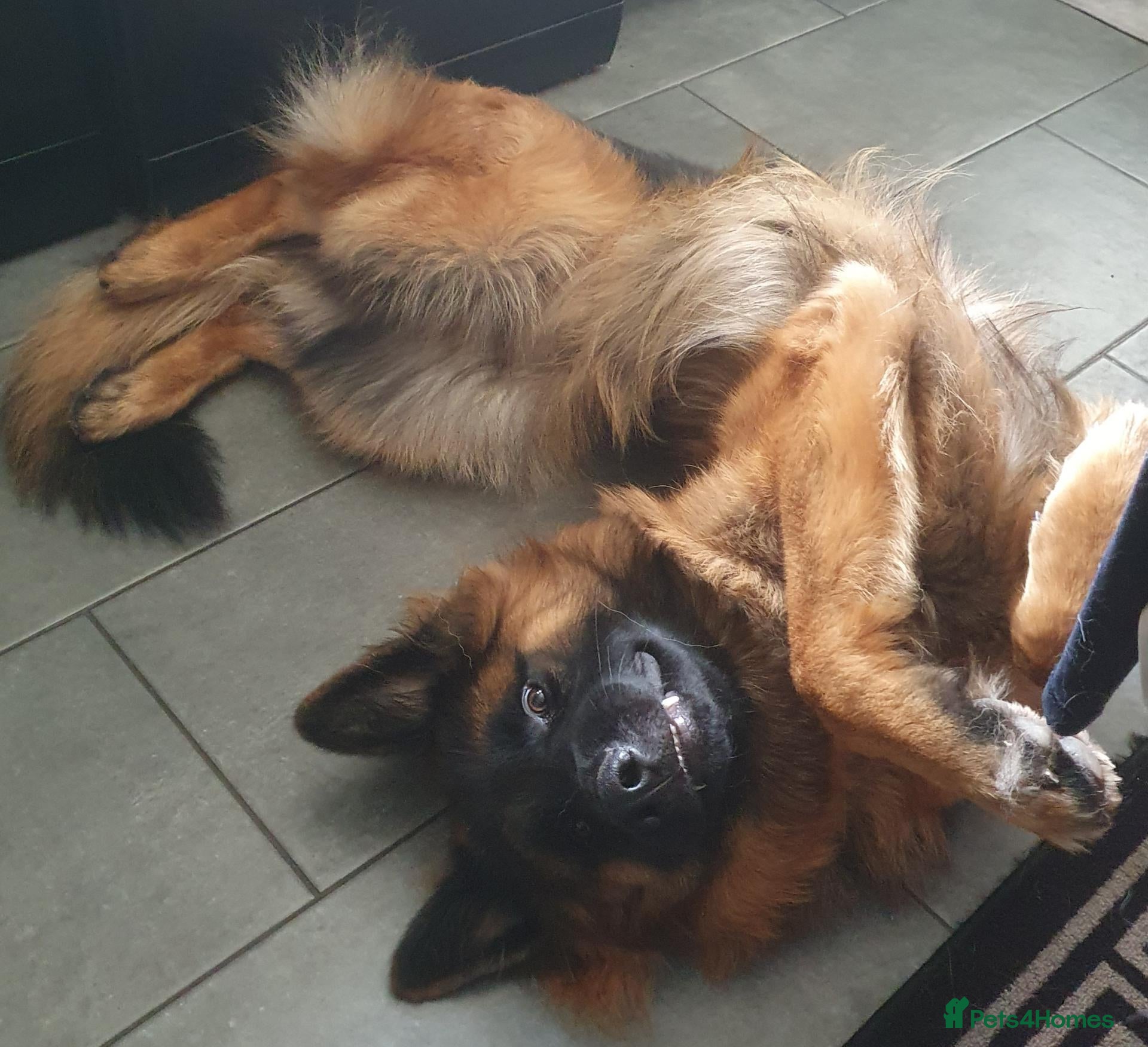 German Shepherd dogs 12 month old Male medium_long fur German shepherd  - Advert 9