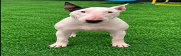 Bull Terrier dogs for sale: (Dorothy) adult English bull terrier female - Advert 5