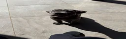 Cane Corso dogs for sale: 1 Stunning Blue Girl left Cane Corso Puppies - Advert 8