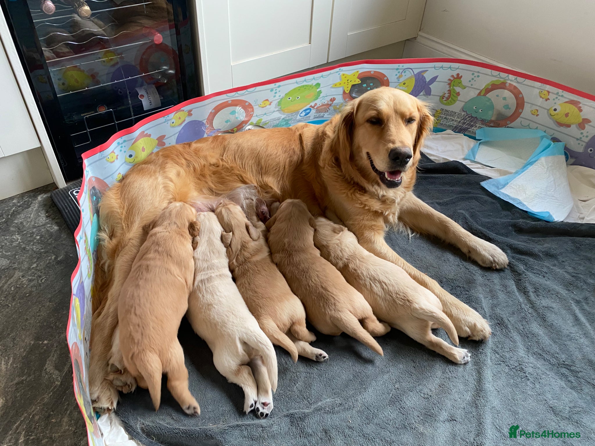 Golden Retriever dogs Golden Retriever Puppies - Advert 14