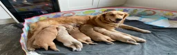 Golden Retriever dogs for sale: Golden Retriever Puppies in Thatcham - Advert 1