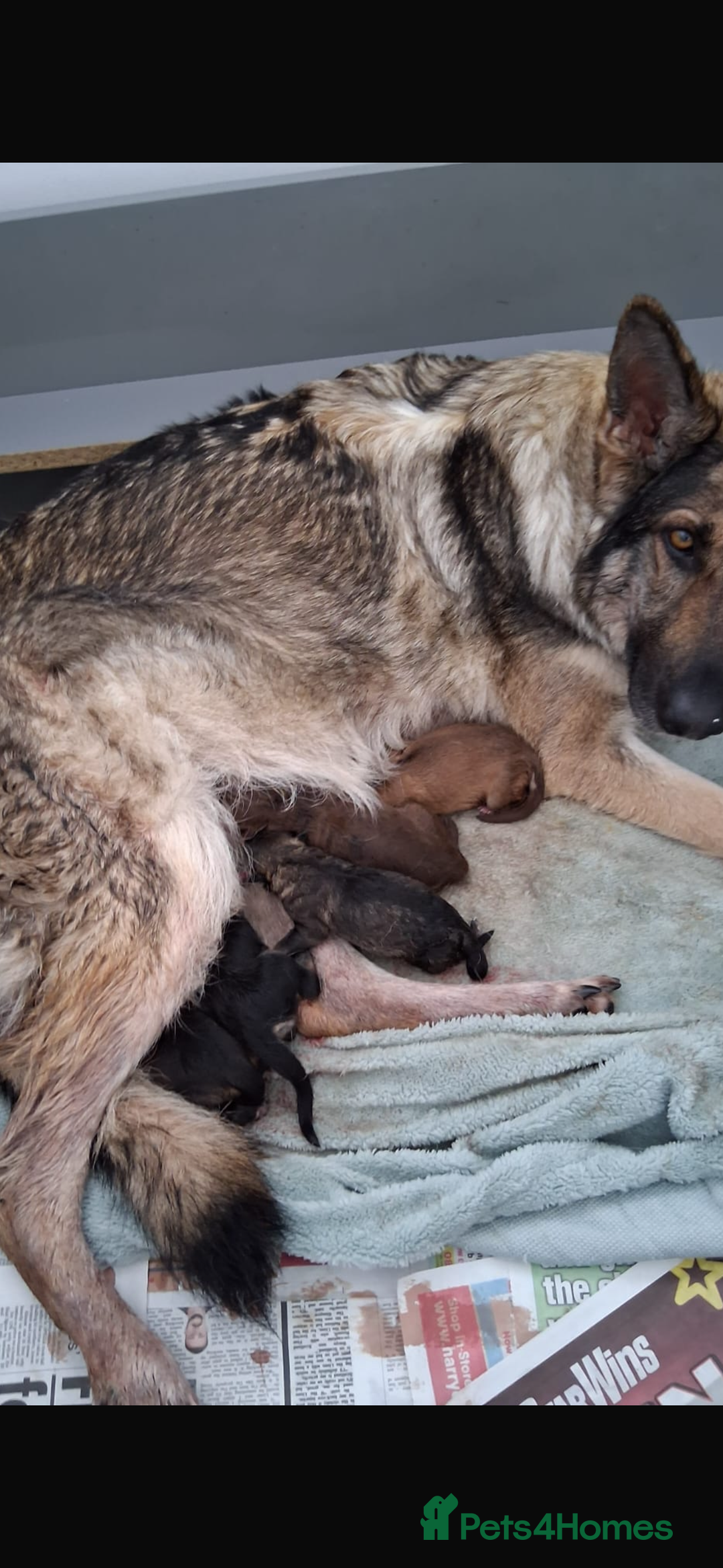 German Shepherd dogs for sale: Only 3 left. KC registered German Shepherd puppies - Image 7