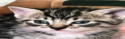 Mixed Breed cats for sale: Adorable 4 kittens  - Advert 6
