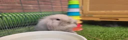 Mini Lion Lop rabbits for sale: Stunning Mini Lion Lops - READY SATURDAY - Advert 22