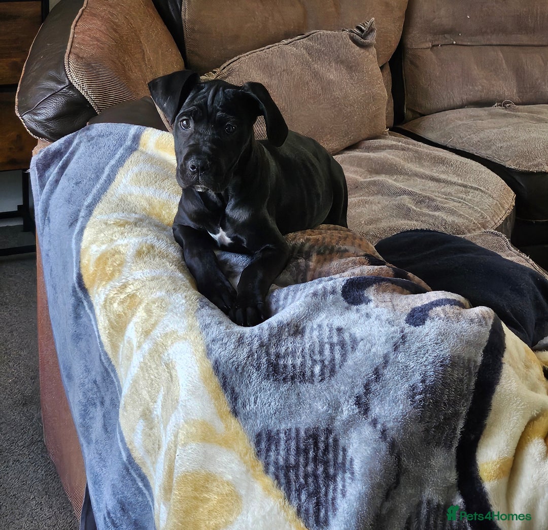 Cane Corso dogs for sale:  Cane corso puppies in Sheffield - Image 5