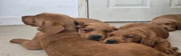 Labrador Retriever dogs for sale: STUNNING FOX RED BOYS - READY TO GO - Advert 11