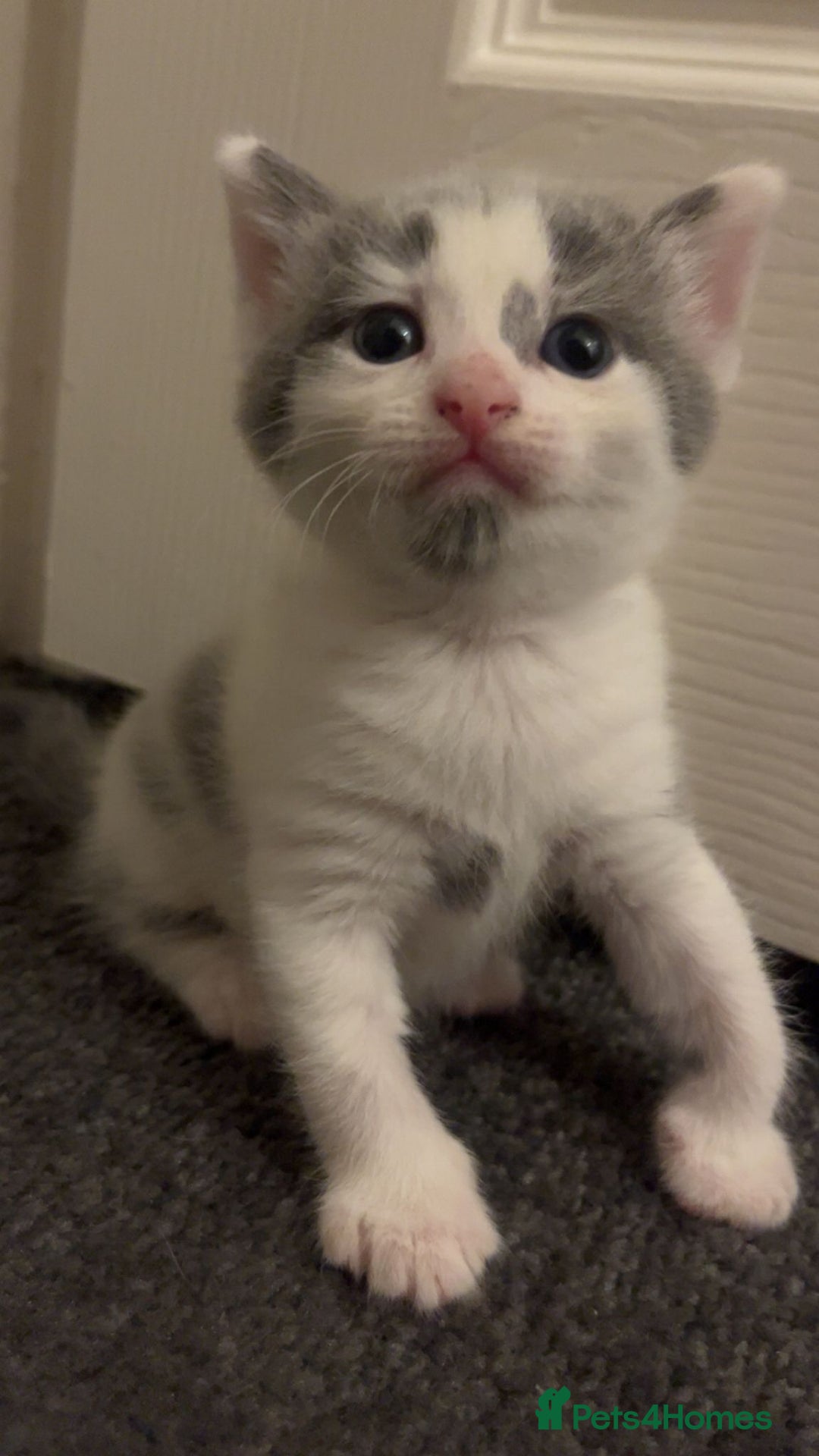 Mixed Breed cats for sale: Kittens for Sale - Image 2