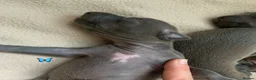 Italian Greyhound dogs for sale: KC Italian greyhound puppies European lineage - Advert 40