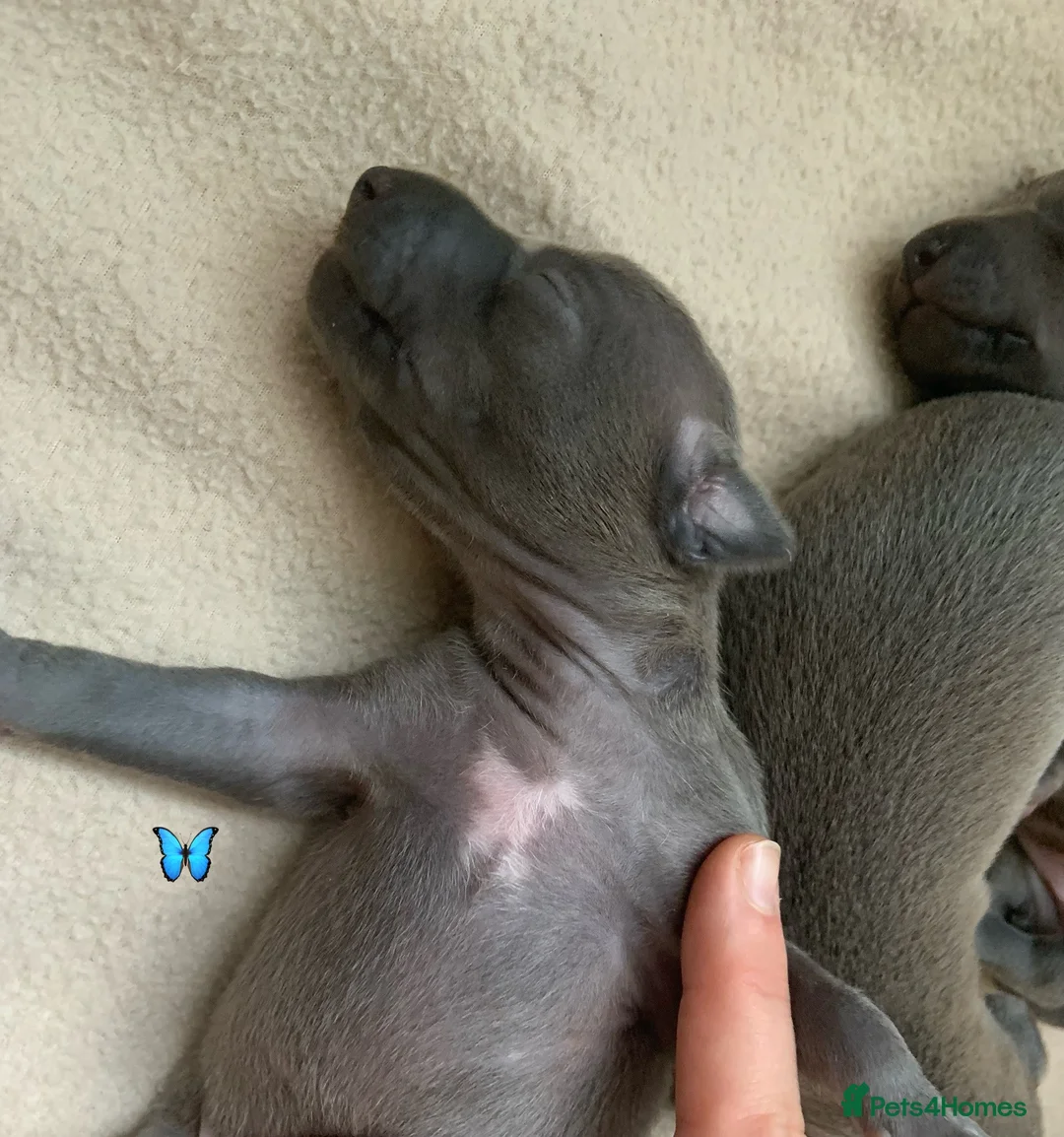 Italian Greyhound dogs for sale: KC Italian greyhound puppies European lineage - Advert 40