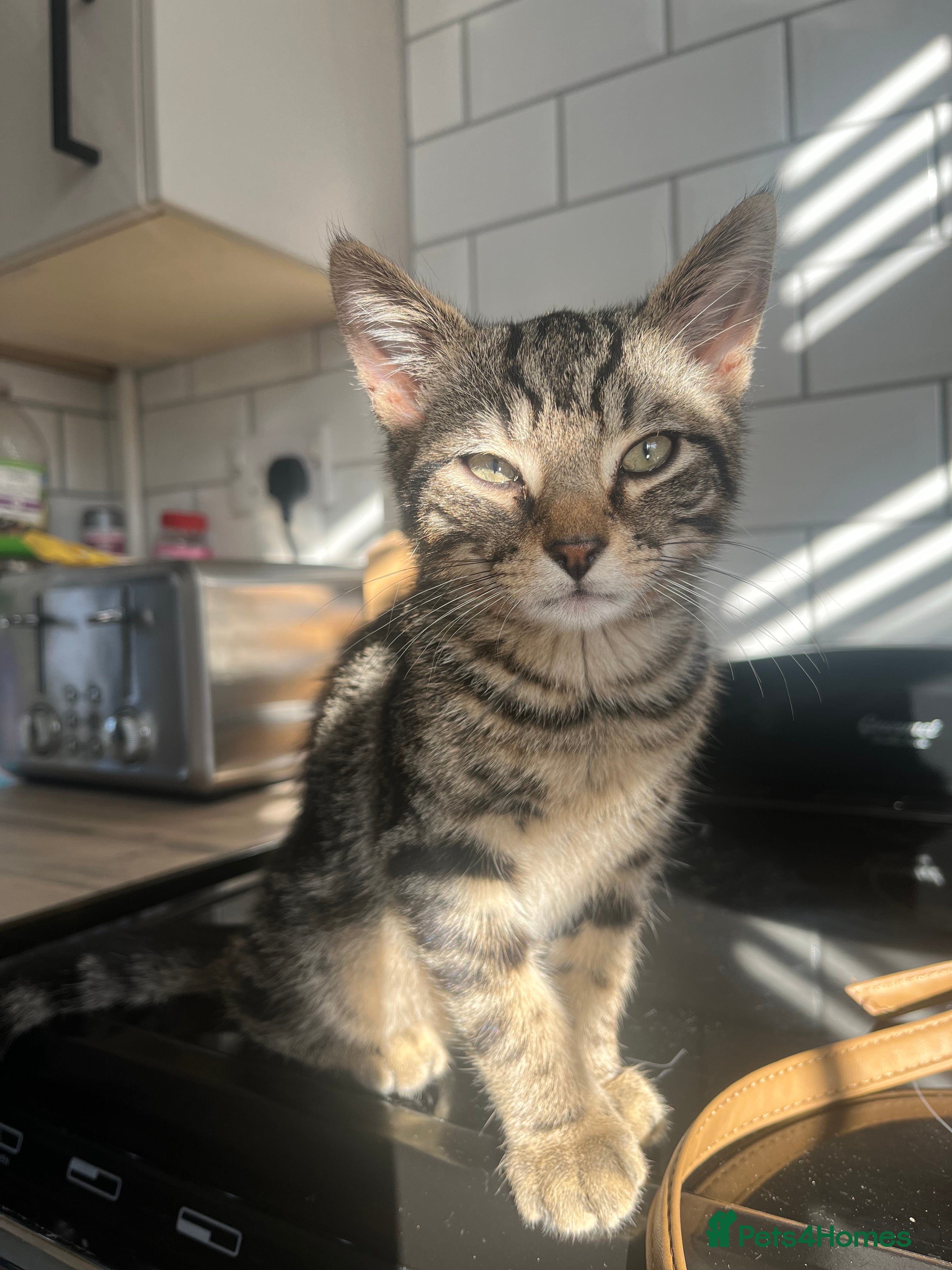 Domestic Shorthair cats 2 Kittens - 1x Male + 1x Female - Advert 11