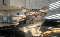 Domestic Shorthair cats for sale: 2 Kittens - 1x Male + 1x Female - Advert 1