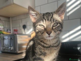 Domestic Shorthair cats for sale: 2 Kittens - 1x Male + 1x Female - Advert 1