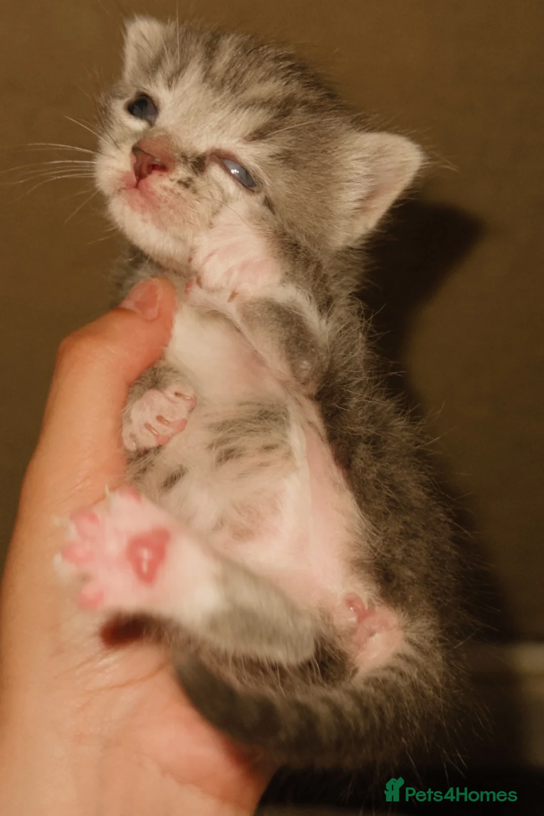 Mixed Breed cats for sale: 6 lovely kittens for adoption  - Advert 22