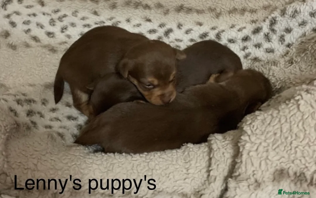 Jack Russell dogs for stud: Lenny Son of Much Wenlock Louie in Wokingham - Advert 12