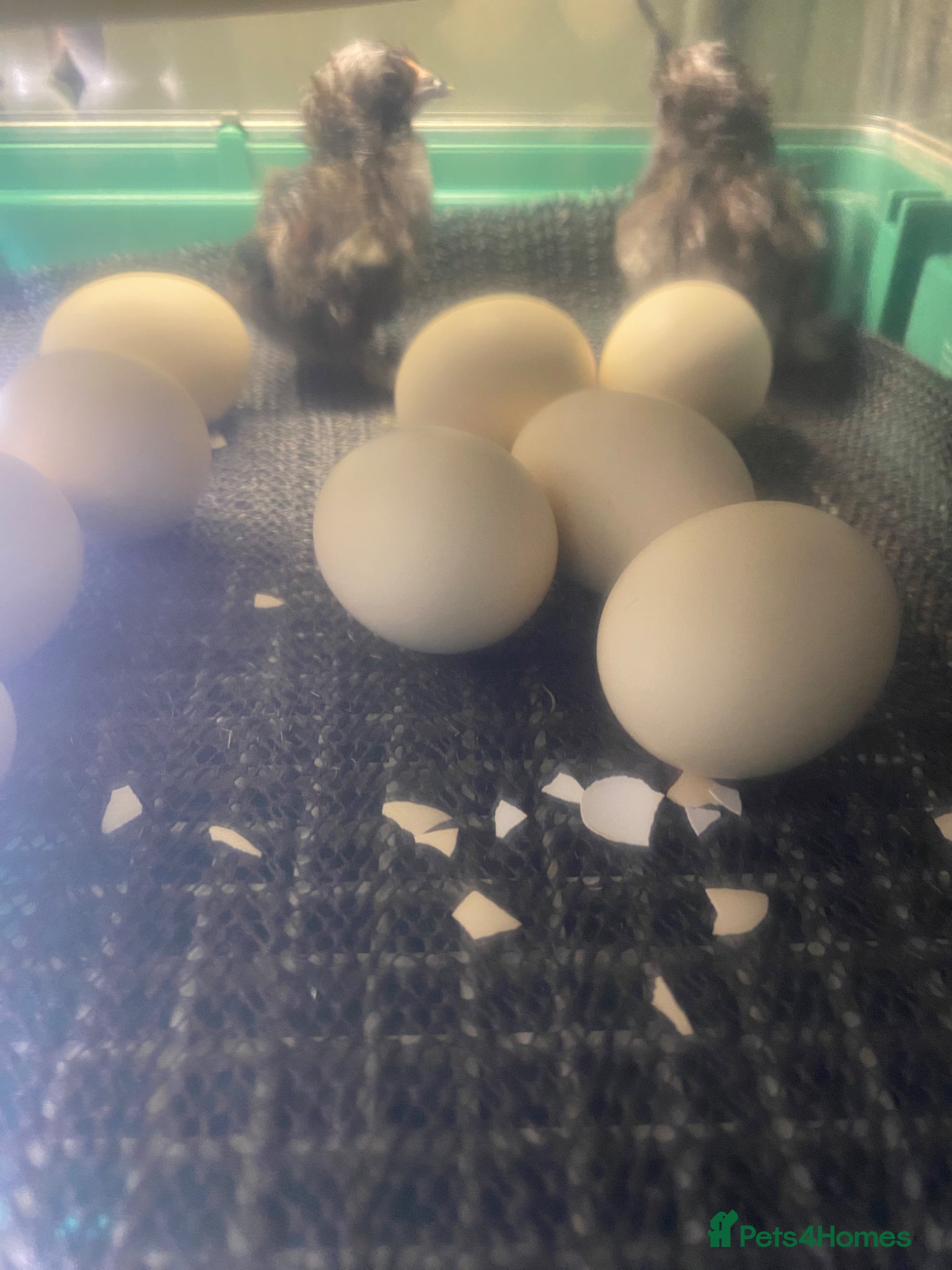 Chickens poultry Pekin bantam chicks for sale   - Advert 2
