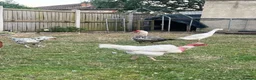 Geese poultry for sale: Male goose  - Advert 6