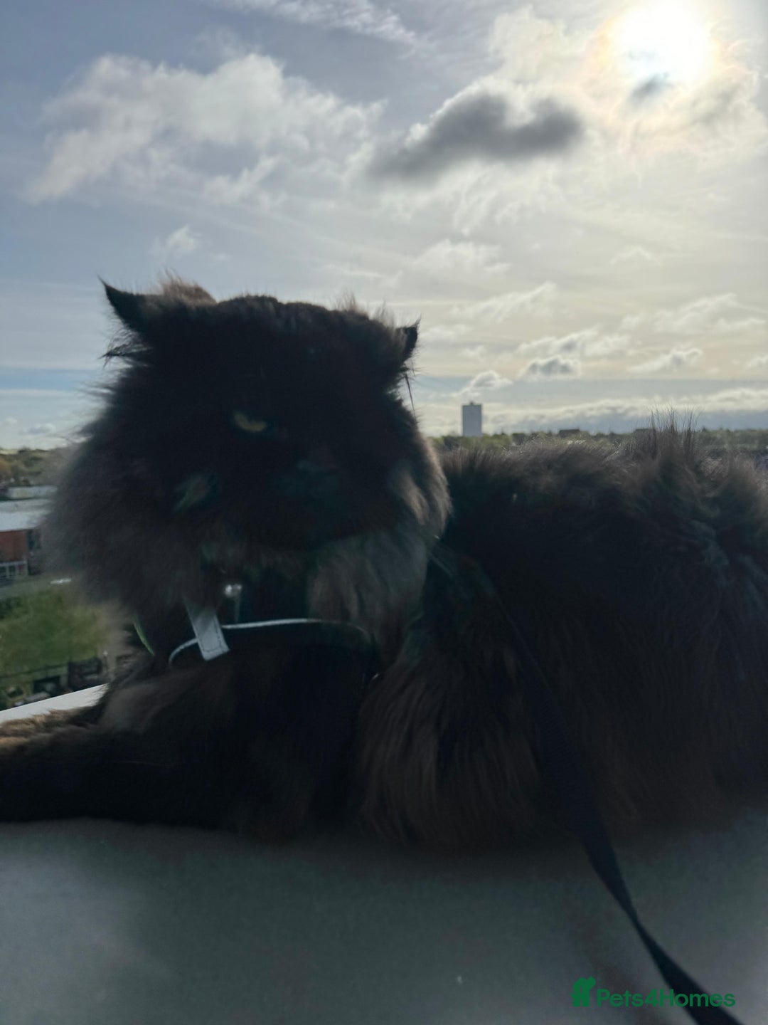Persian cats for stud: Tongue Out, Tail Up—Let’s Play Forever! - Image 4