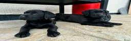 Labrador Retriever dogs for sale: 3 boys Labrador puppy’s ready to leave - Advert 12