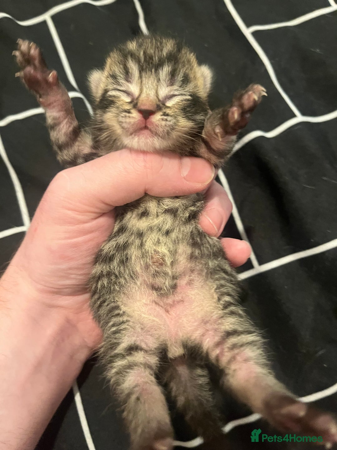 Mixed Breed cats for sale: Beautiful kittens for sale 🥰 - Advert 7