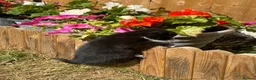 Mixed Breed cats for sale: 6 Beautiful Kittens - Advert 8