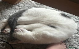 Mixed Breed cats for sale: Casper. Free to a good home  - Image 2