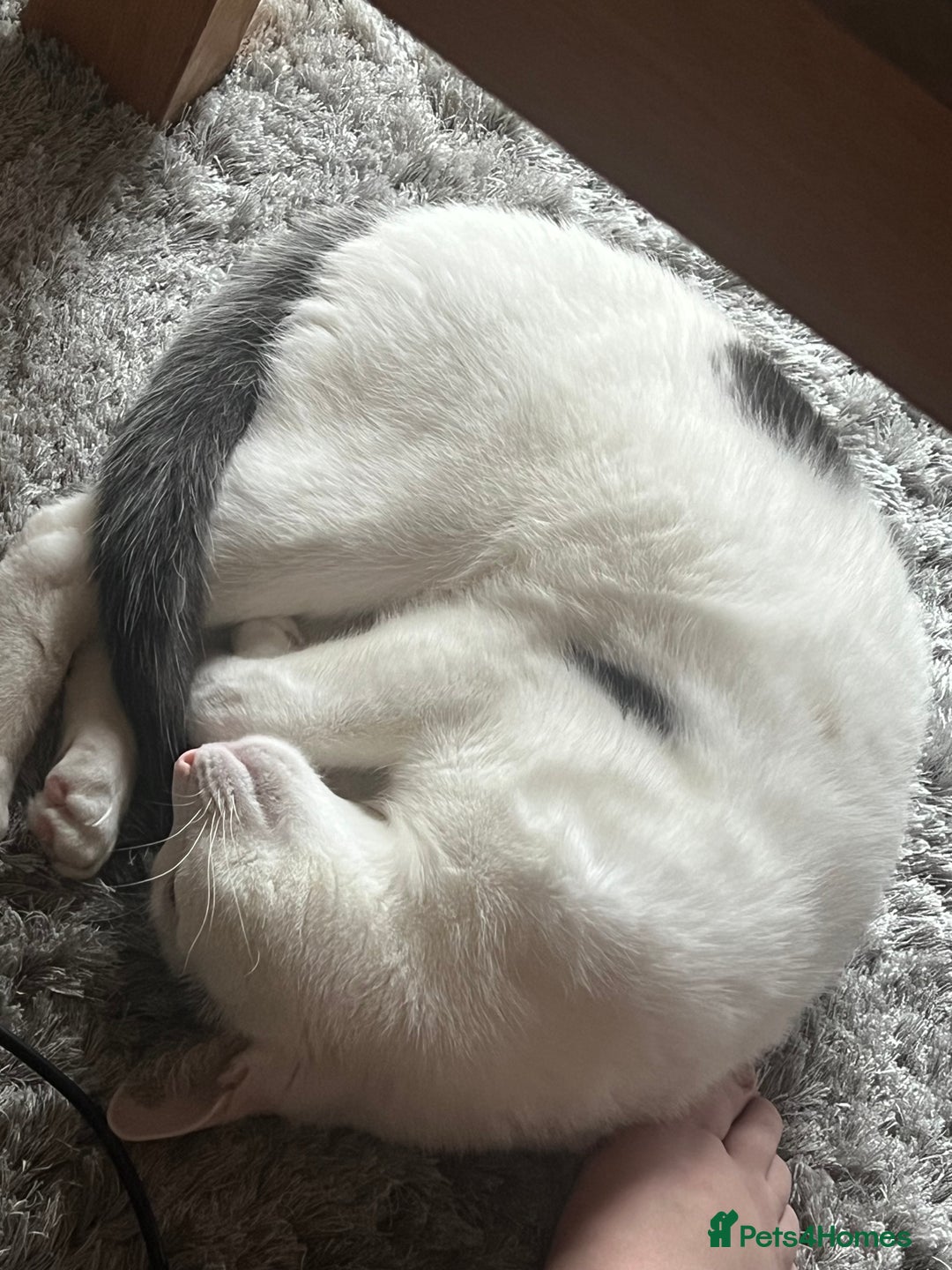 Mixed Breed cats for sale: Casper. Free to a good home  - Image 2