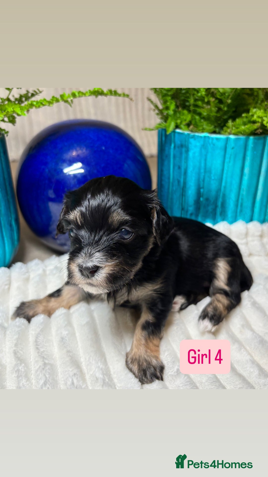 Havanese dogs for sale: 9 Beautiful Havanese Pedigree Puppies  - Advert 36