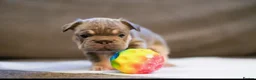 French Bulldog dogs for sale: Fluffy  **  French Bulldogs Puppy - Advert 25