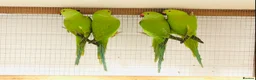 Ringnecks birds for sale: Beautiful coloured ringneck parrots for sale. - Advert 7