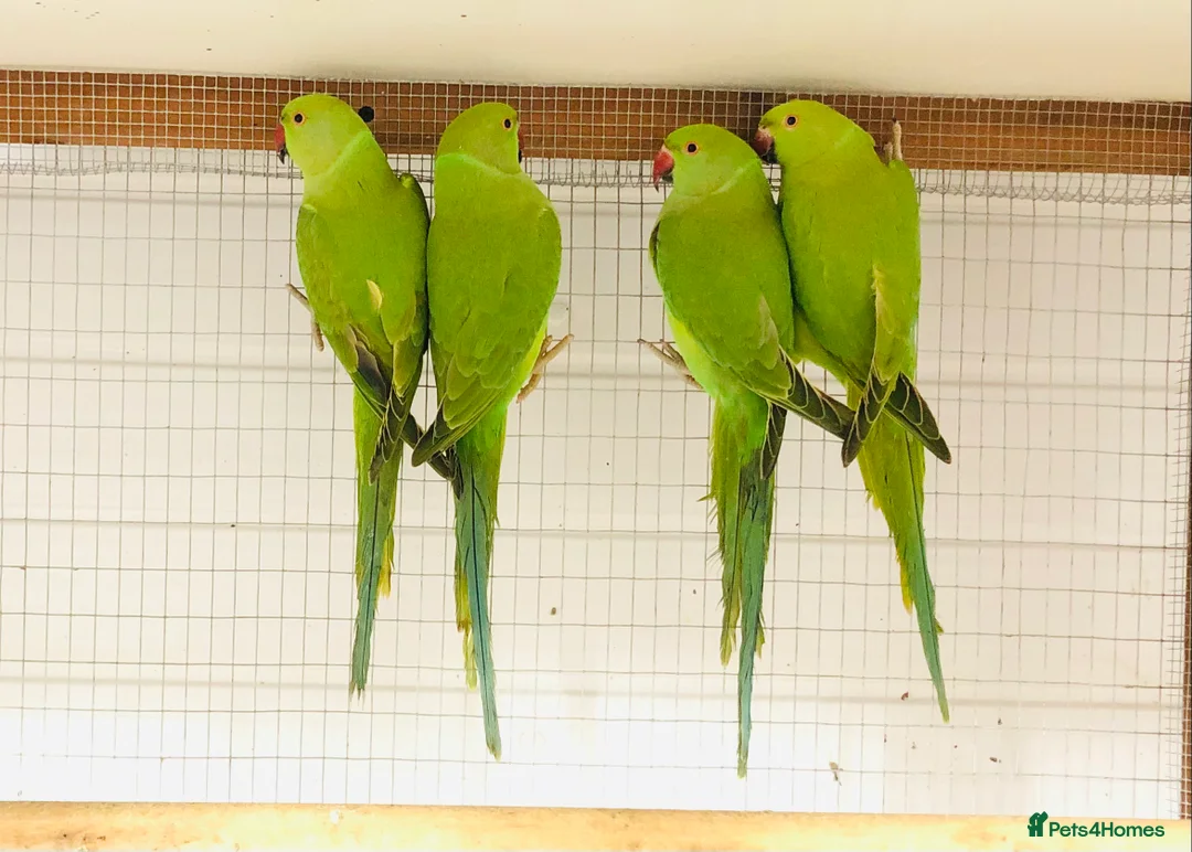 Ringnecks birds for sale: Beautiful coloured ringneck parrots for sale. - Advert 7