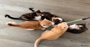 American Shorthair cats - Advert 12