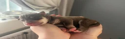 Mixed Breed dogs for sale: Puppy’s for finding there forever home  in Stockton-on-Tees - Advert 21