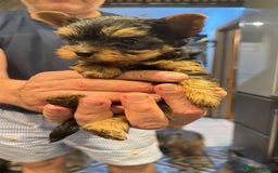 Yorkshire Terrier dogs for sale: Yorkshire terrier puppy  - Image 22