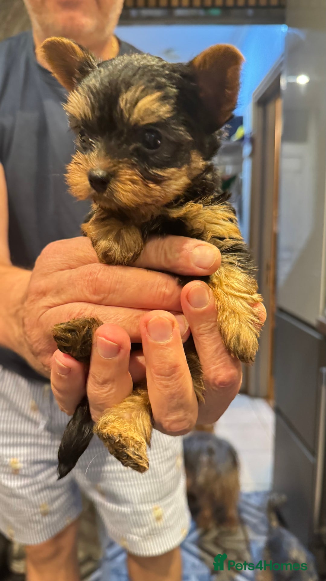 Yorkshire Terrier dogs for sale: Yorkshire terrier puppy  - Image 22
