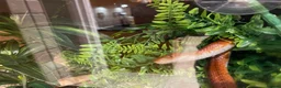 Corn Snake reptiles for sale: Friendly orange adult Cornsnake for sale in Rayleigh - Advert 3