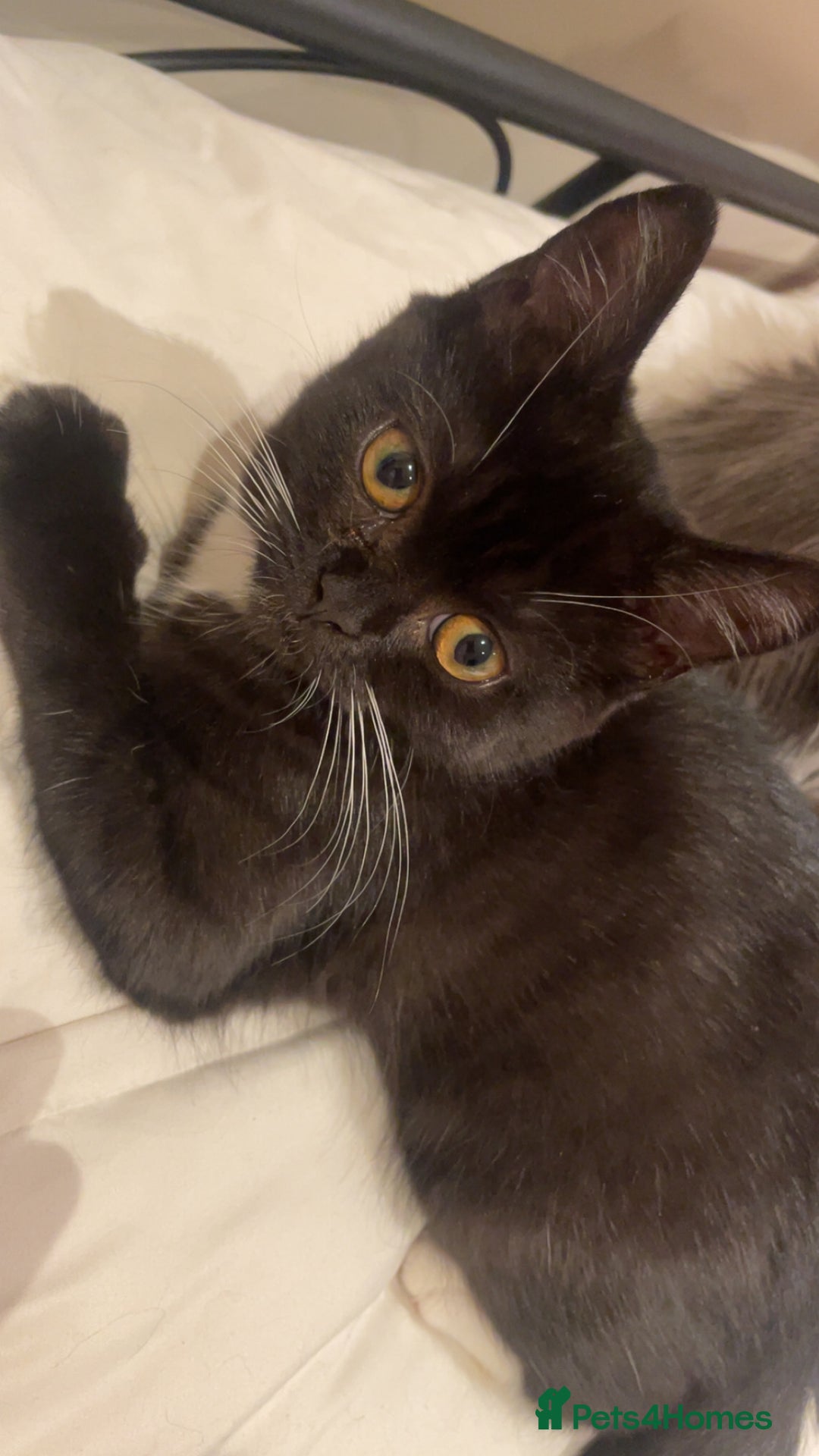 Persian cats for sale: 1 Persian kitten ready to go now  - Image 1