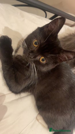 Persian cats - Advert 2