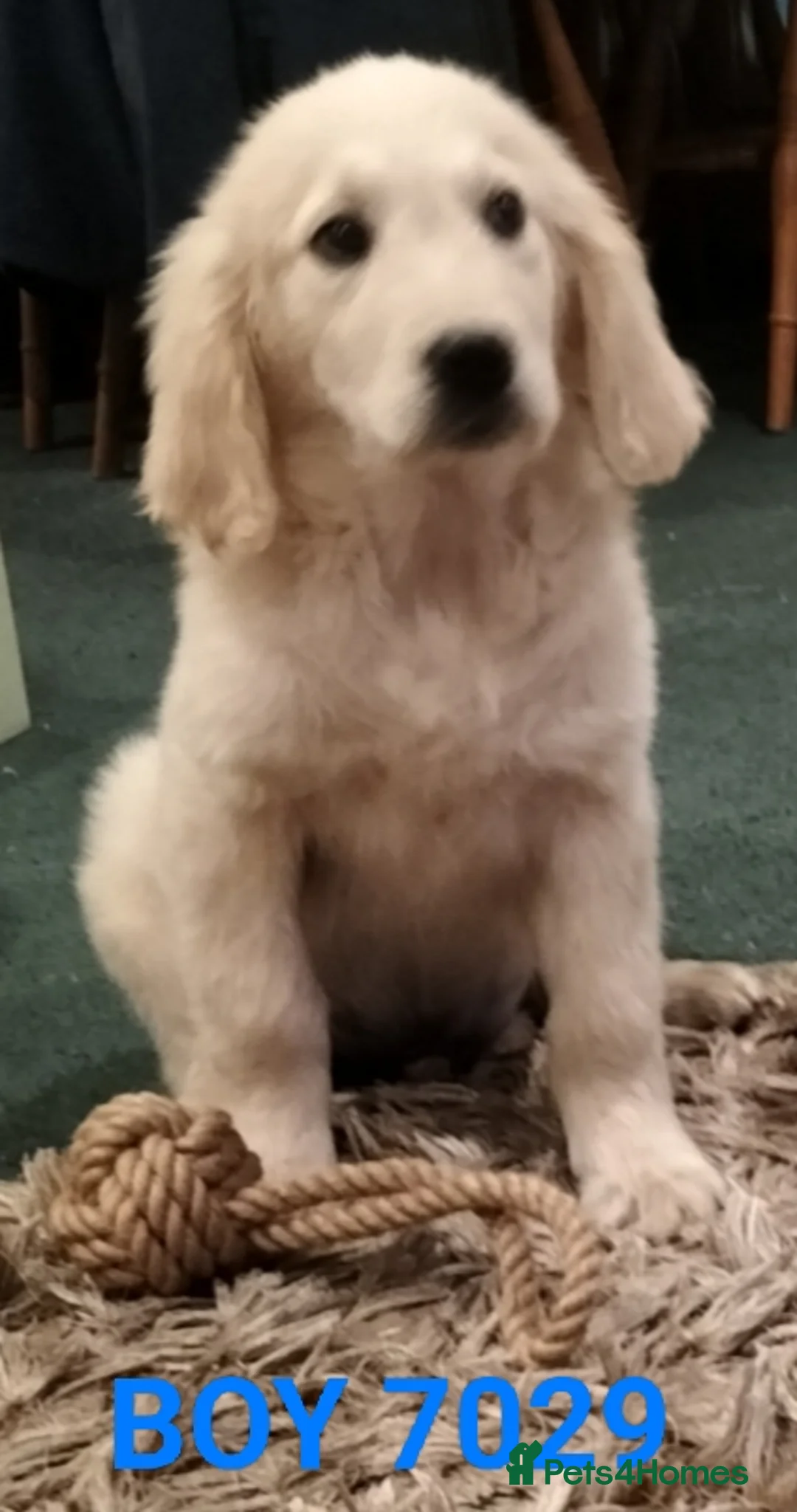 Golden Retriever dogs for sale: GOLDEN RETRIEVER PUPS - Advert 3