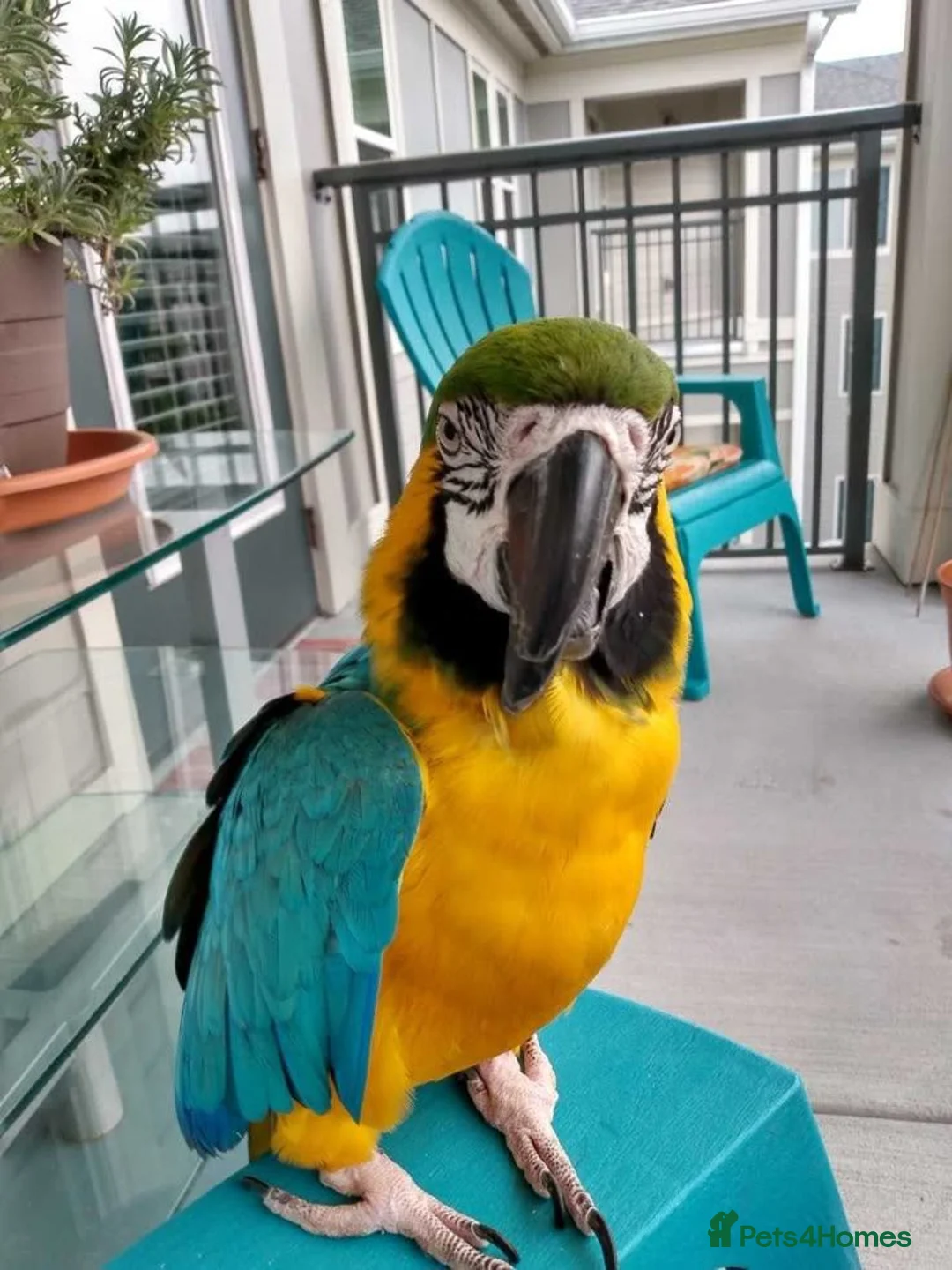 Macaws birds for sale: Macaw blue gold Tamed friendly   in Hull - Advert 1