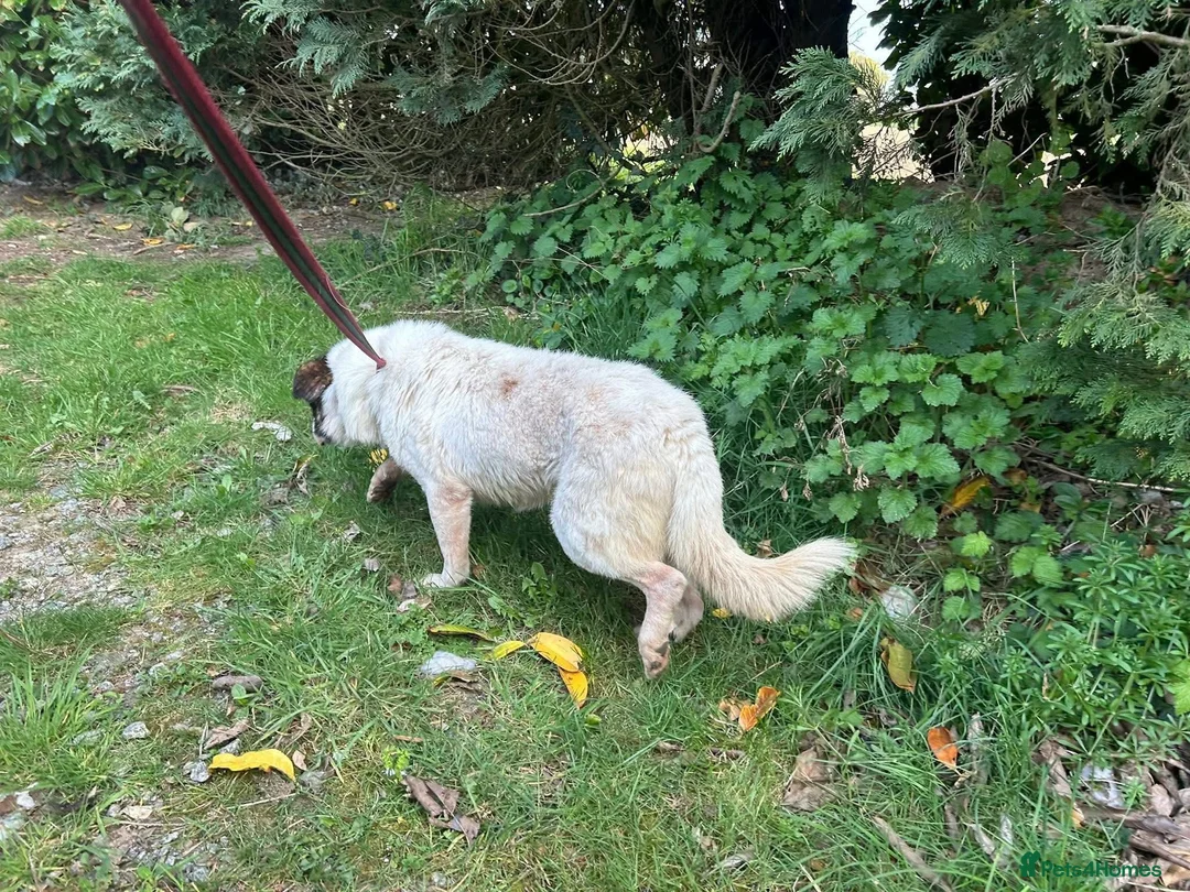 Mixed Breed dogs for adoption: Roger - Norwich Norfolk  in Norwich - Advert 21