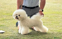 Bichon Frise dogs for stud: Stud dog only.  - Image 3