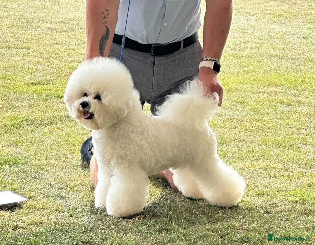 Bichon Frise dogs for stud: Stud dog only.  - Image 3