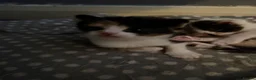 Mixed Breed cats for sale: Fluffy little kittens  - Advert 14