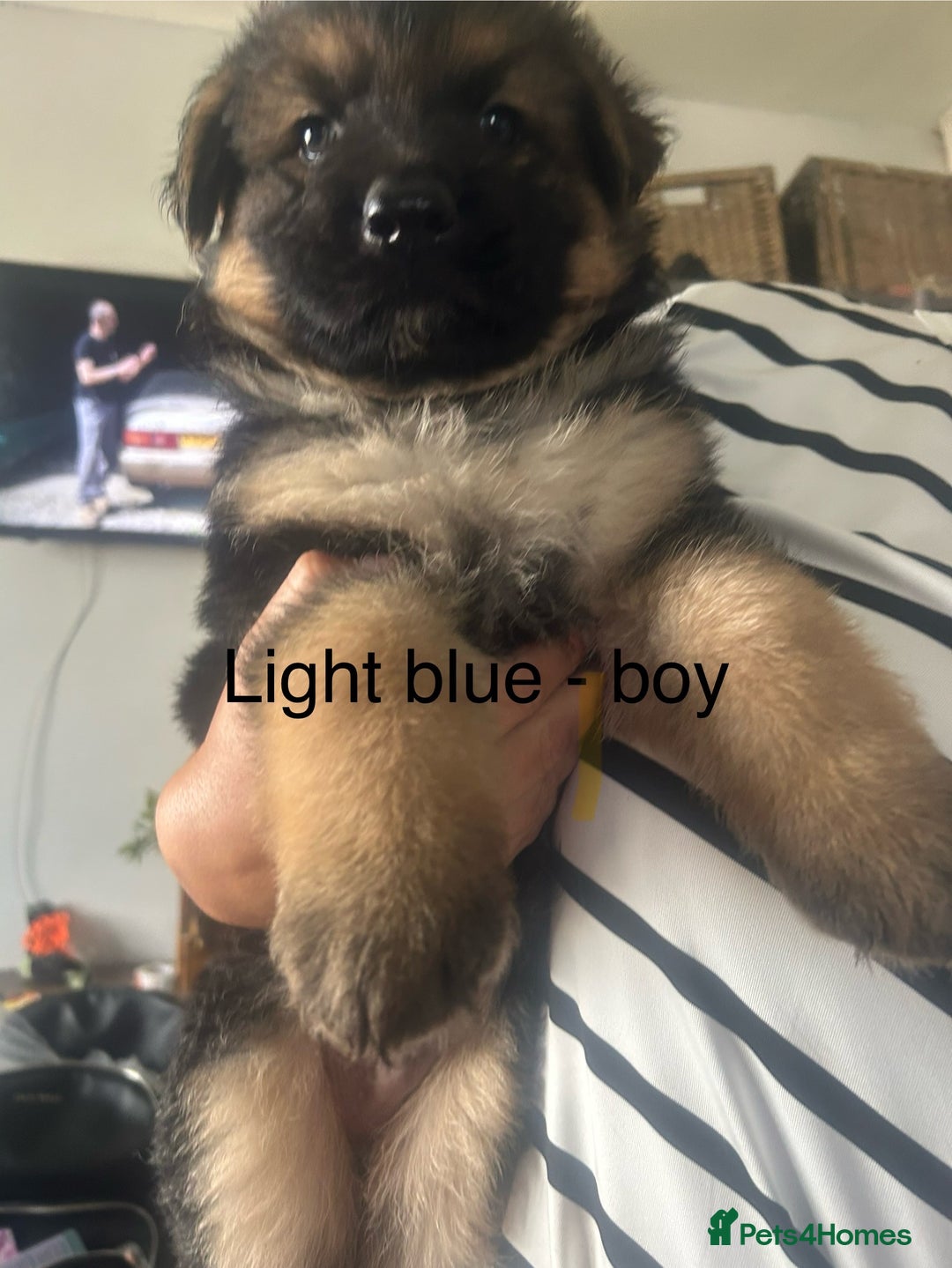 German Shepherd dogs for sale: Beautiful GSD pups - Image 9